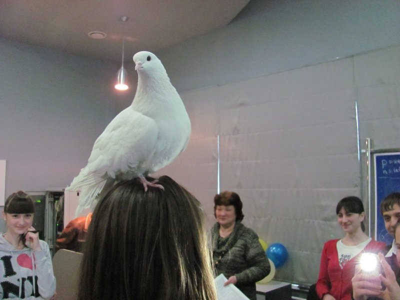 Фото к Кому и таракан-доктор